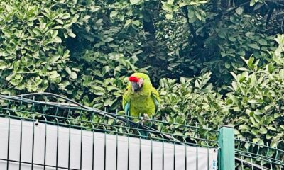 Rescatan guacamaya en la Tucson