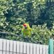 Rescatan guacamaya en la Tucson