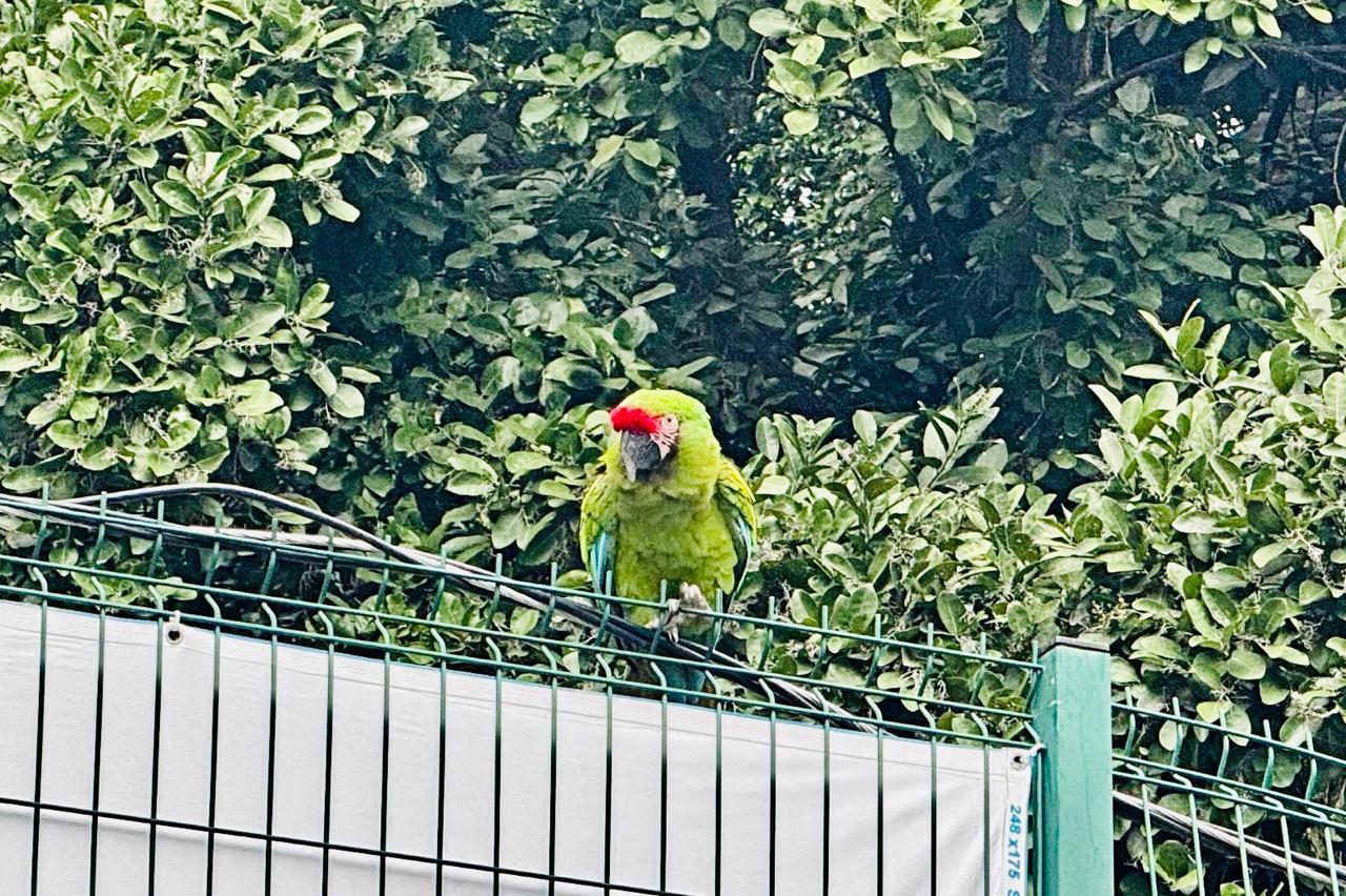 Rescatan guacamaya en la Tucson