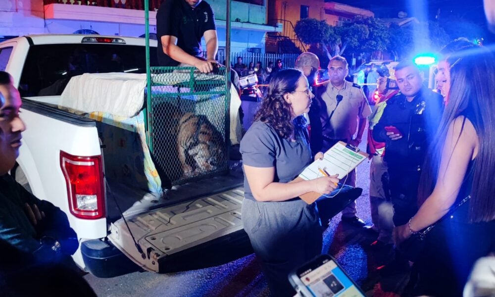Aseguran tigre en Zapopan; hombre paseaba al felino con una correa