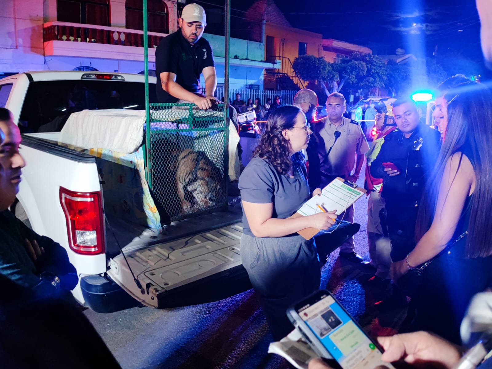 Aseguran tigre en Zapopan; hombre paseaba al felino con una correa