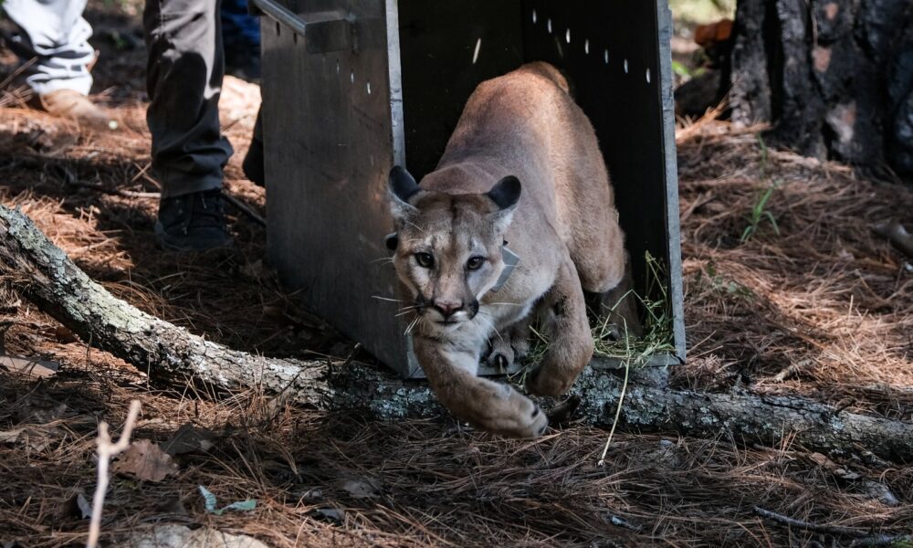 Tlajomulco libera puma rescatado en Tonalá