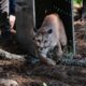 Tlajomulco libera puma rescatado en Tonalá