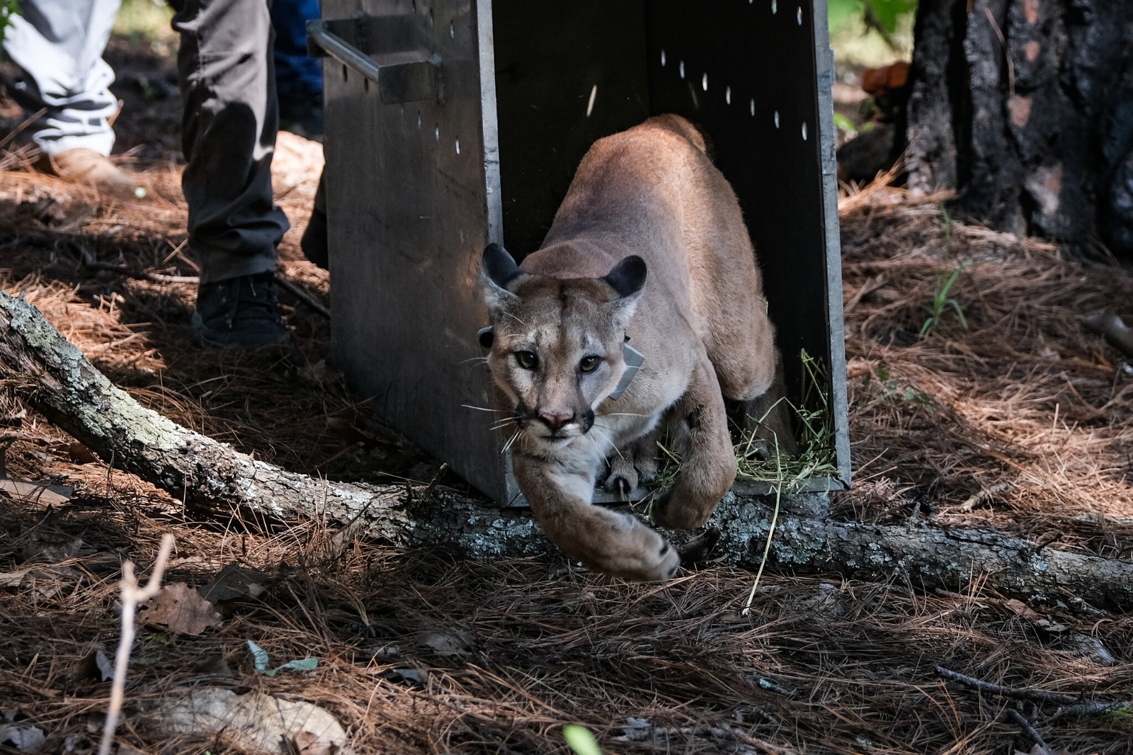 Tlajomulco libera puma rescatado en Tonalá