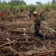 Productores de caña denuncian cobro injusto de la CFE