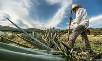 Gobierno de Jalisco y productores de agave inician mesas de trabajo
