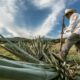 Gobierno de Jalisco y productores de agave inician mesas de trabajo