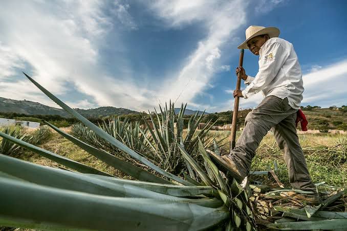 Gobierno de Jalisco y productores de agave inician mesas de trabajo