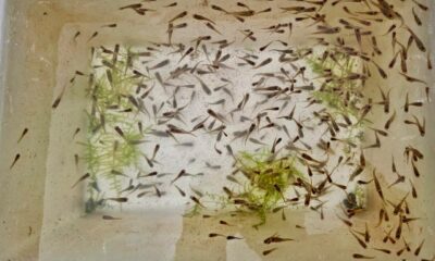 Salud Jalisco combate mosco del dengue… ¡con peces!