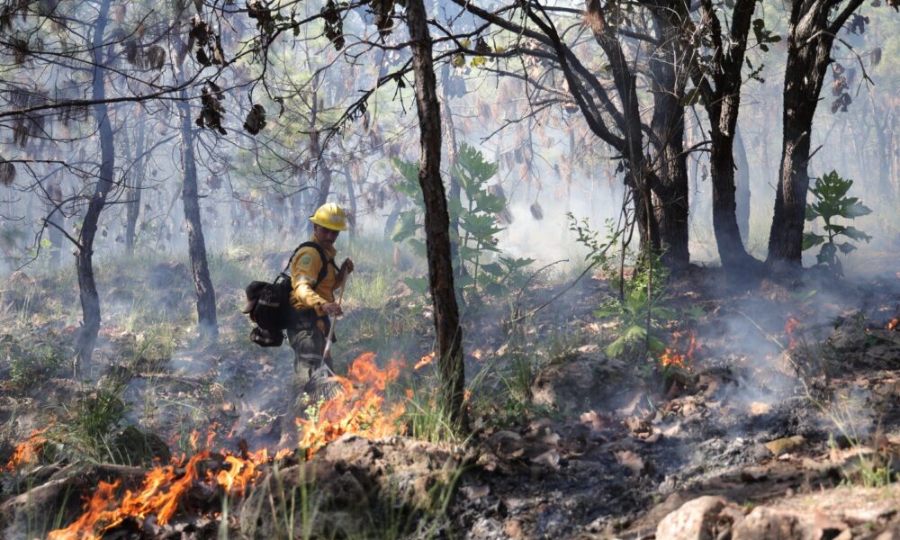 Zapopan realiza quemas controladas para prevenir incendios forestales
