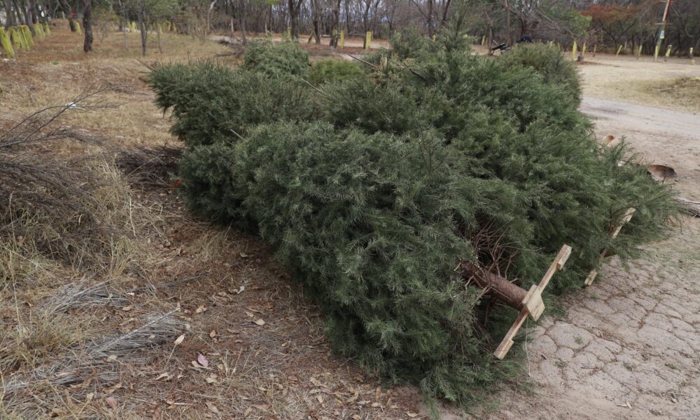 En Zapopan, cambia tu árbol de Navidad por composta o una planta