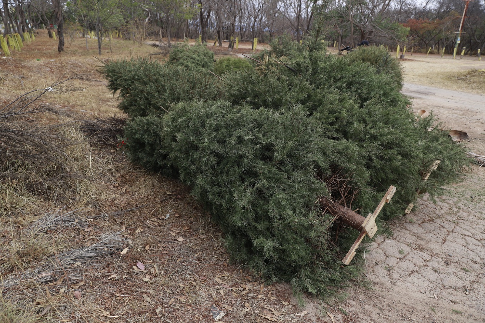 En Zapopan, cambia tu árbol de Navidad por composta o una planta