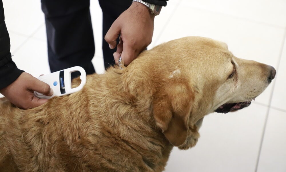¡Que no se pierda tu perrito! Zapopan ofrece chips de identificación