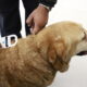 ¡Que no se pierda tu perrito! Zapopan ofrece chips de identificación