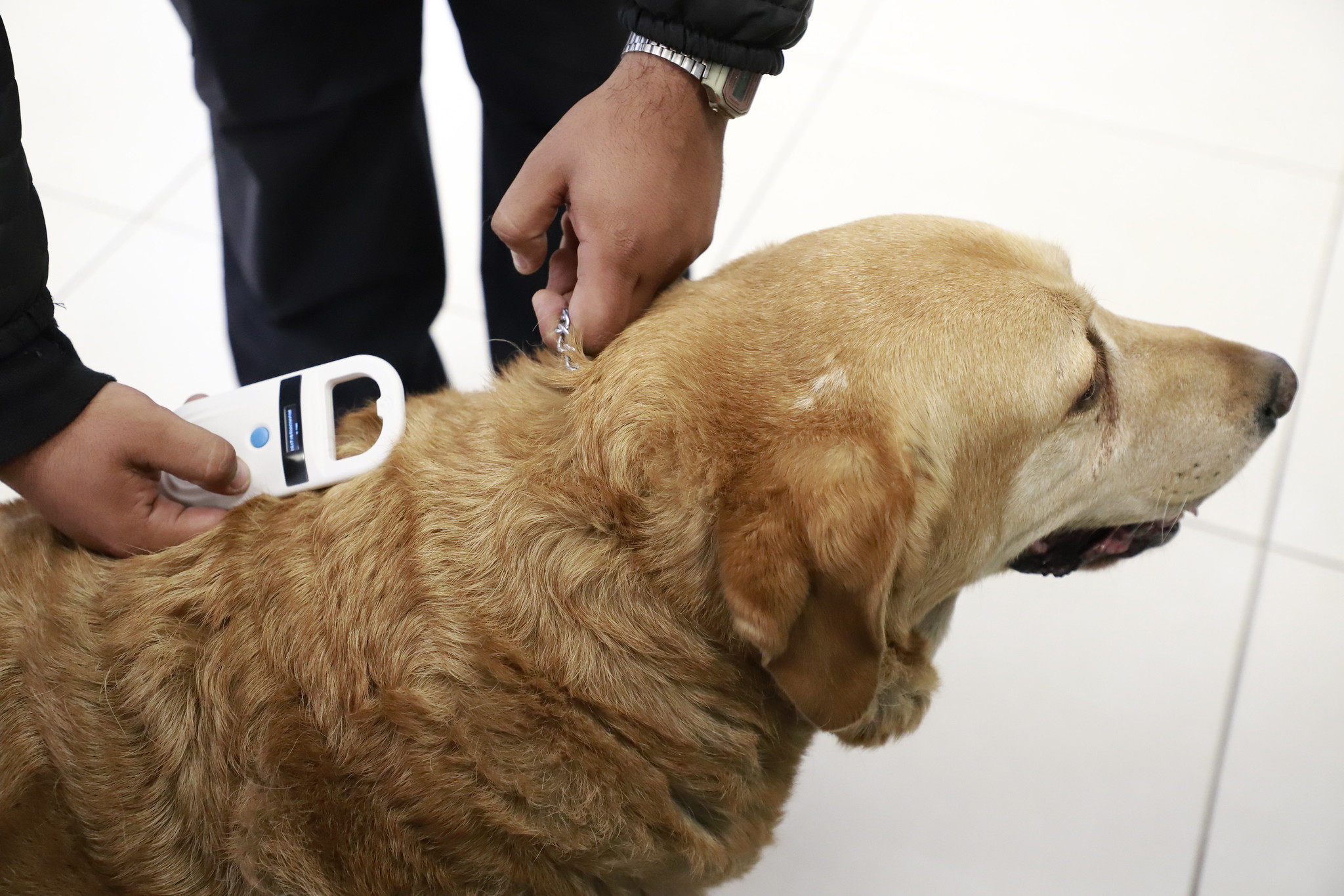 ¡Que no se pierda tu perrito! Zapopan ofrece chips de identificación