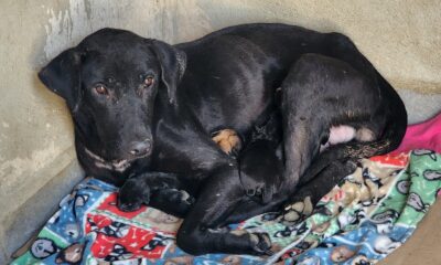 En observación, los cachorros rescatados por presunto maltrato animal