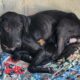 En observación, los cachorros rescatados por presunto maltrato animal