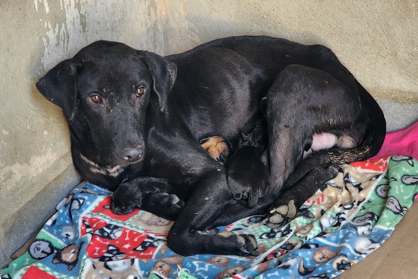 En observación, los cachorros rescatados por presunto maltrato animal