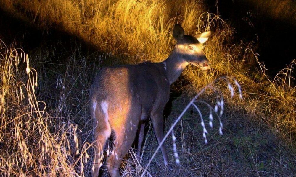 Especialistas de la Unidad de Rescate de Fauna Silvestre de Tlajomulco (URFST ) rescataron y reintegraron a la vida libre a una hembra adulto de venado cola blanca