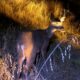 Especialistas de la Unidad de Rescate de Fauna Silvestre de Tlajomulco (URFST ) rescataron y reintegraron a la vida libre a una hembra adulto de venado cola blanca