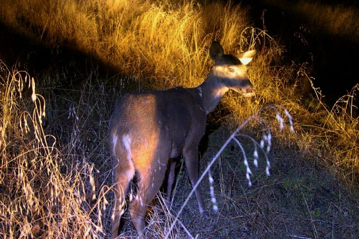 Especialistas de la Unidad de Rescate de Fauna Silvestre de Tlajomulco (URFST ) rescataron y reintegraron a la vida libre a una hembra adulto de venado cola blanca