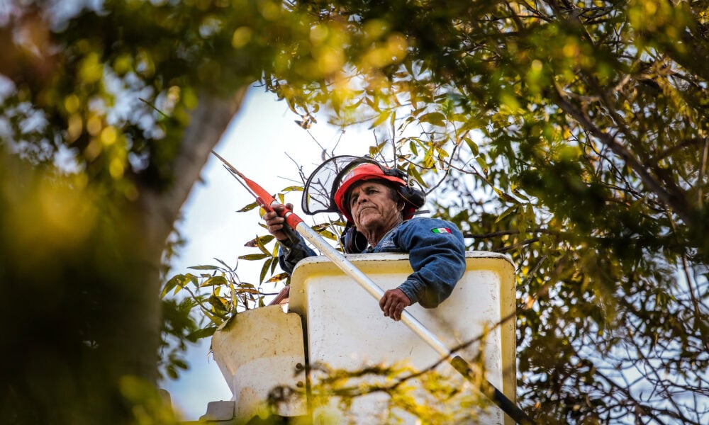 Programa contra muérdago atiende seis parques y bosques de la ZMG