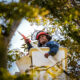 Programa contra muérdago atiende seis parques y bosques de la ZMG