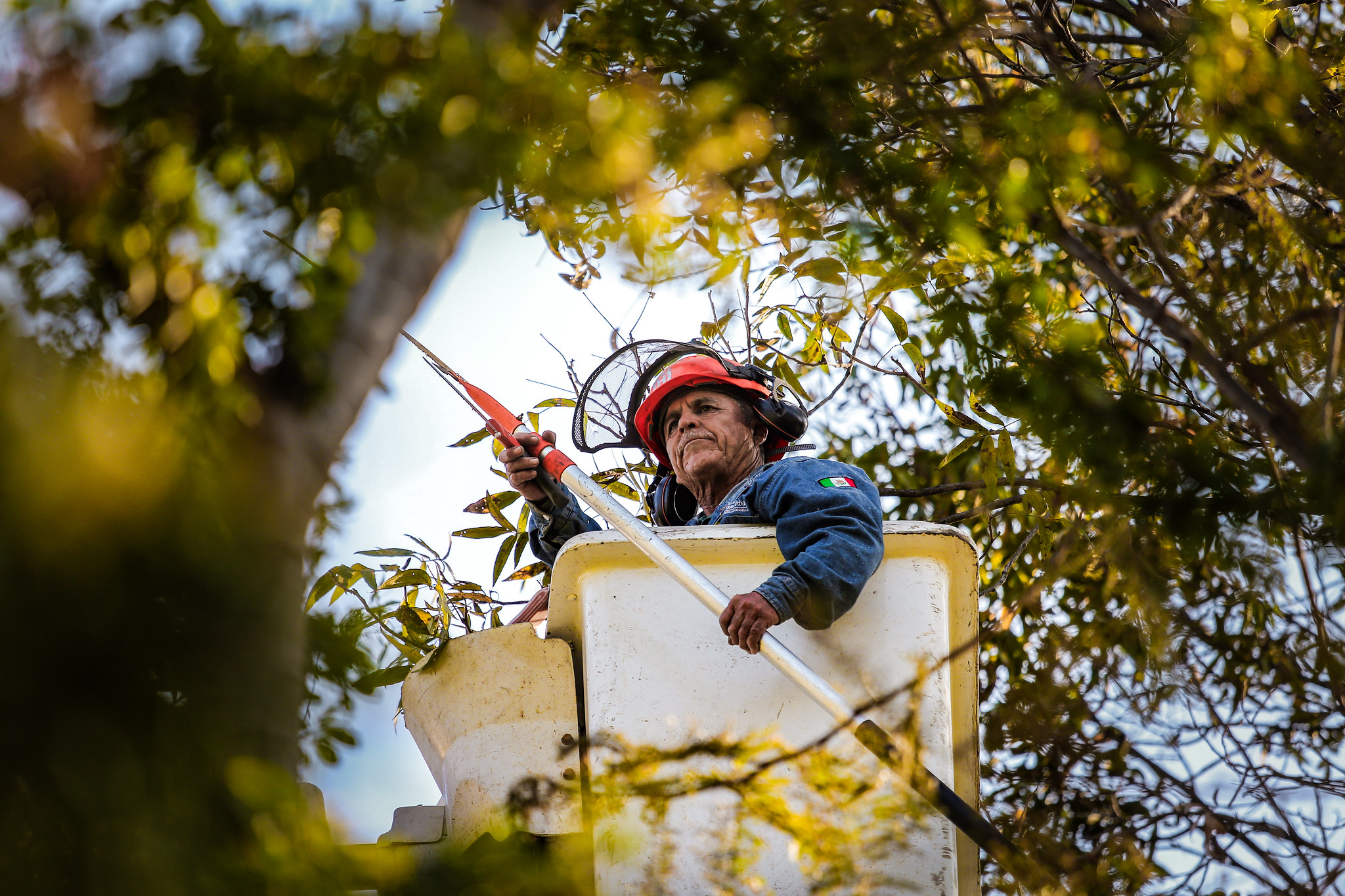 Programa contra muérdago atiende seis parques y bosques de la ZMG