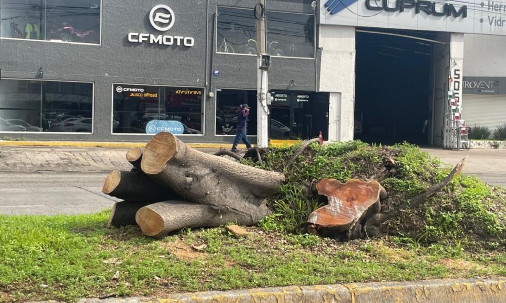 Zapopan identifica más 600 árboles en riesgo durante temporal 2025