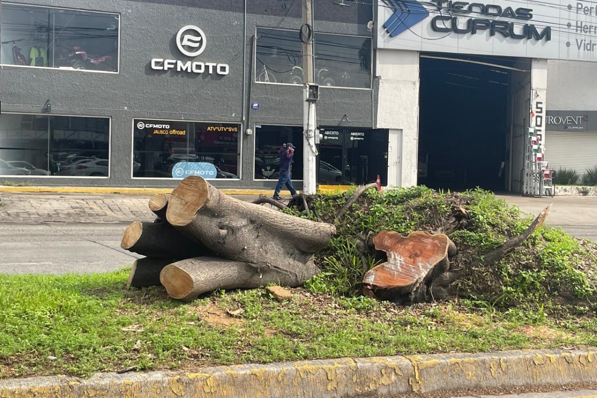 Zapopan identifica más 600 árboles en riesgo durante temporal 2025