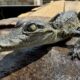 Cría de cocodrilo deambulaba por calles de Guadalajara