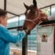Guadalajara inaugura mini granja y quirófano en su Centro de Bienestar Animal