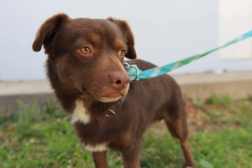 cuatro lomitos en adopción en tlaquepaque
