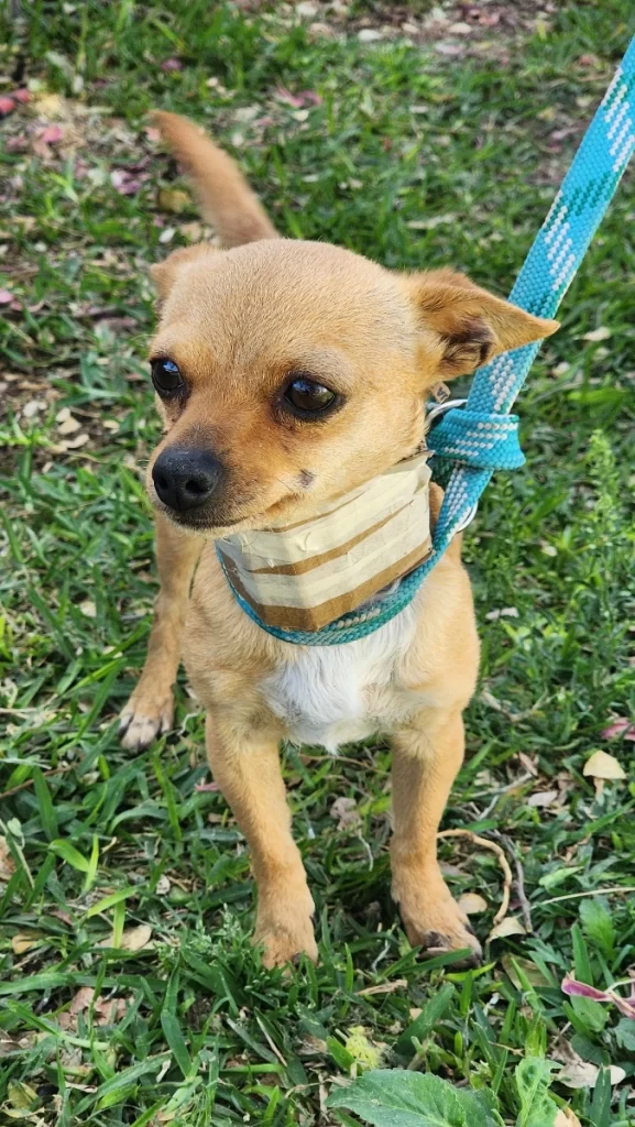 cuatro perritos esperan ser adoptados