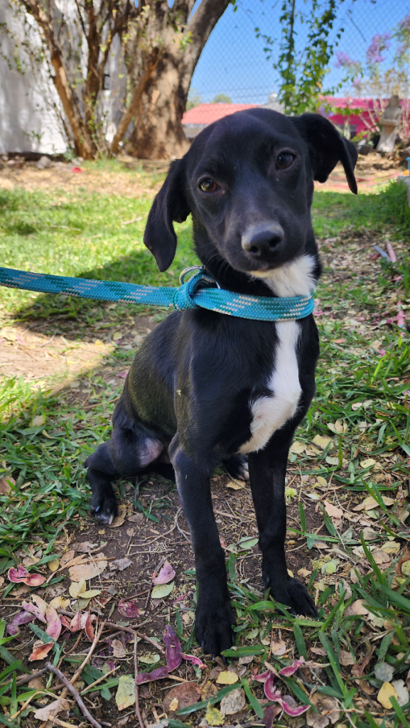 cuatro lomitos en adopción en tlaquepaque