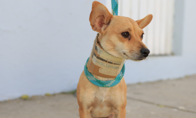 Cuatro perritos en adopción en Tlaquepaque