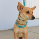 Cuatro perritos en adopción en Tlaquepaque