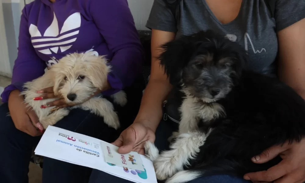 invitan a vacunar perritos