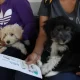 invitan a vacunar perritos