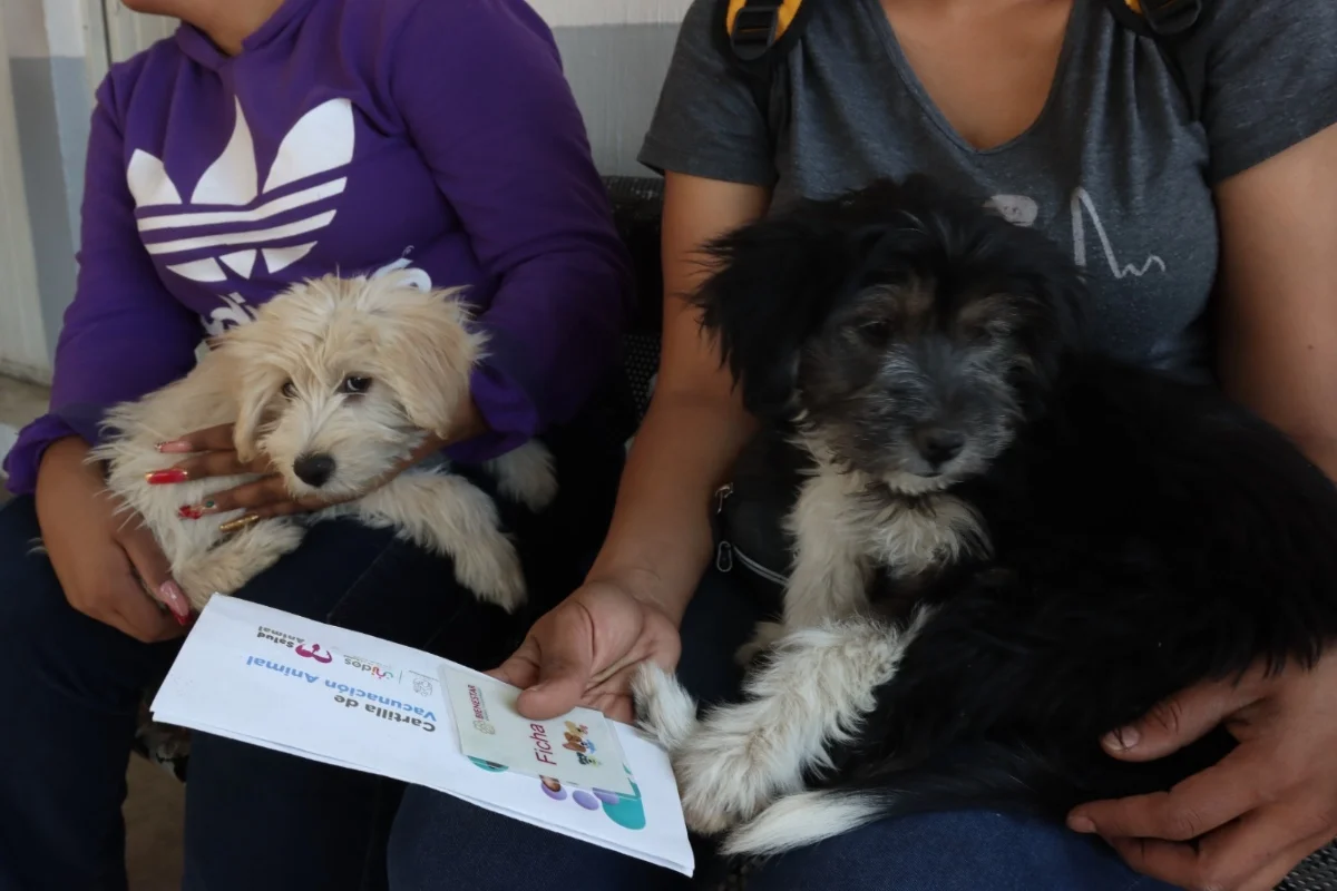 invitan a vacunar perritos
