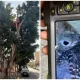 nido de pájaros
