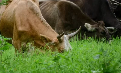 ganado en esquema silvopastoril