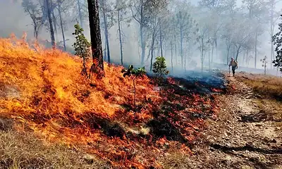 incendios registrados en Jalisco durante el estiaje