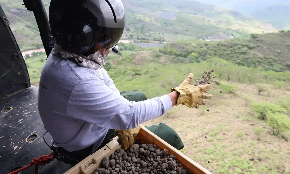 zapopan reforesta zonas afectadas por incendios con bombas de semillas