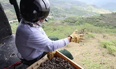 zapopan reforesta zonas afectadas por incendios con bombas de semillas
