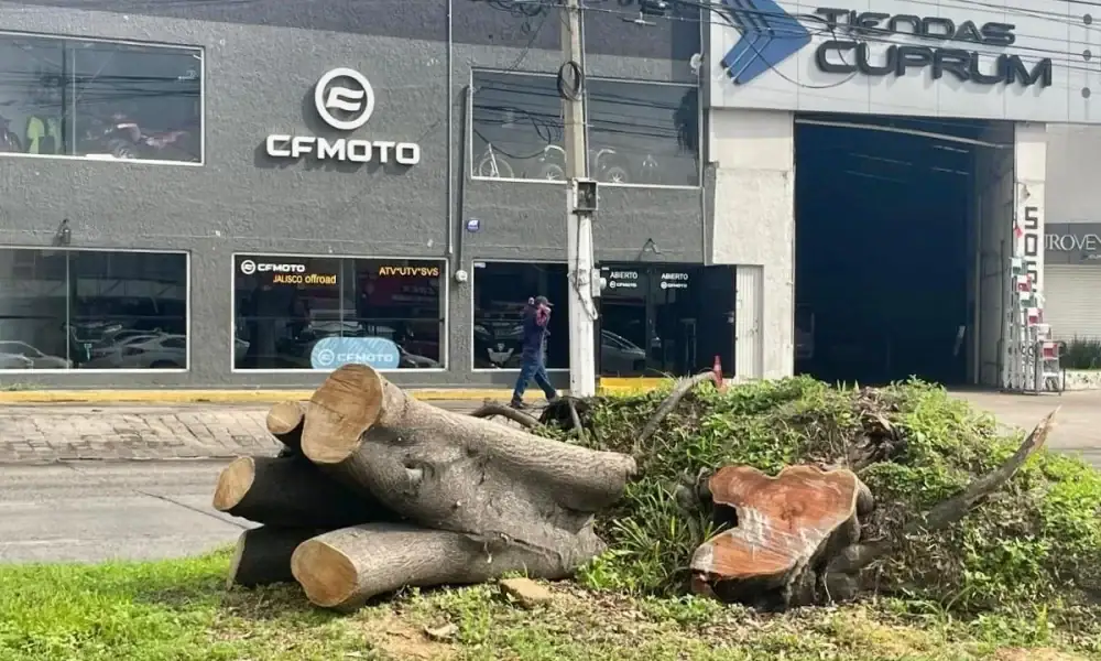 un árbol talado por el municipio de zapopan en la avenida Mariano Otero