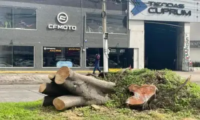 un árbol talado por el municipio de zapopan en la avenida Mariano Otero