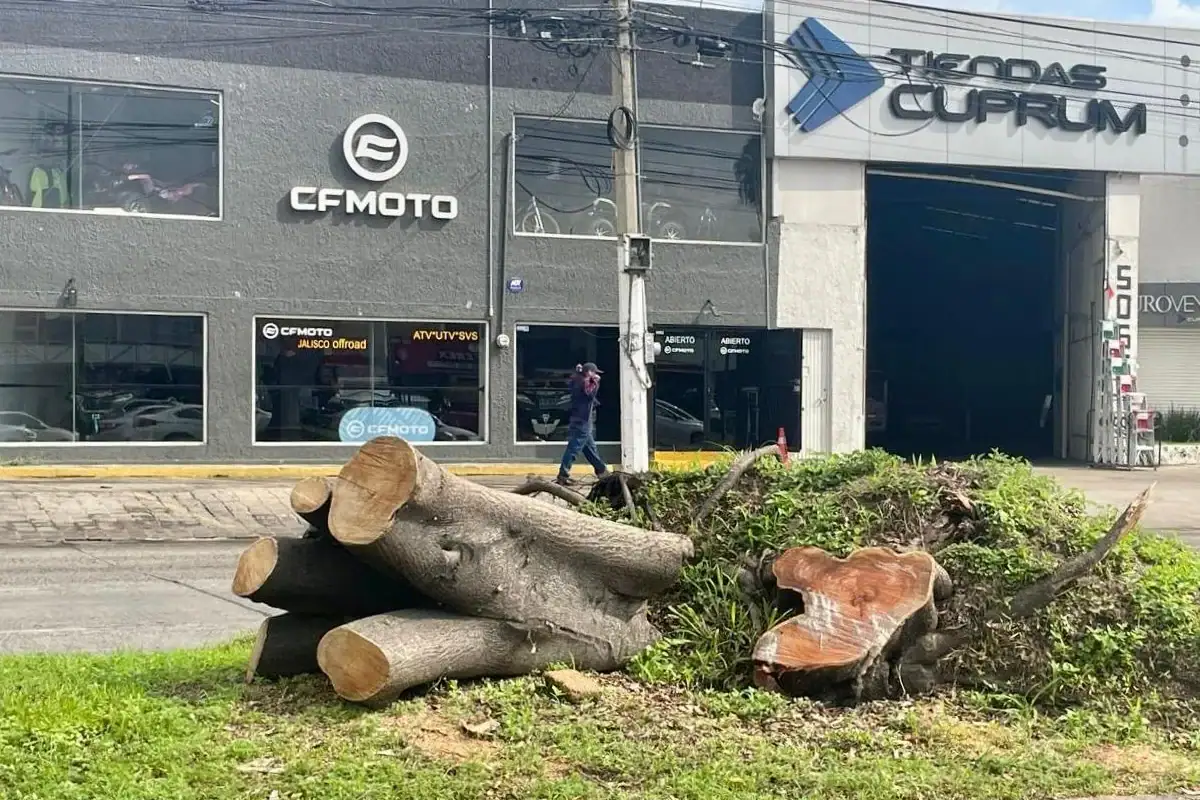 un árbol talado por el municipio de zapopan en la avenida Mariano Otero
