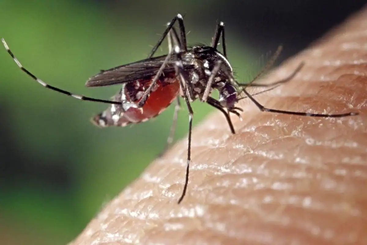 Mosco pica a una persona sana y transmite dengue