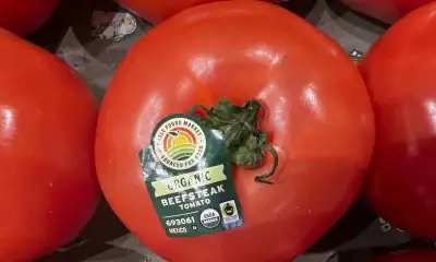 Jitomate mexicano enfrenta arancel en Estados Unidos